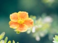 Small orange flower