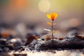 a small orange flower growing out of the ground Royalty Free Stock Photo