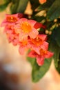 Small Orange Flowers