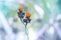 Small orange flowers on a gentle background . The flowers are gently entwined.Beautiful artistic image Royalty Free Stock Photo