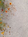 Small orange flowers on grey asphalt background