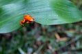 A small orange frog on a green leaf Royalty Free Stock Photo