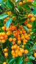 Small orange fruit grows on the side of the road