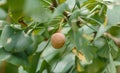 A small orange fruit is hanging from a tree Royalty Free Stock Photo