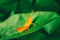 Small orange grasshopper sits on a green leaf Royalty Free Stock Photo