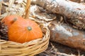 Small orange heirloom Red Kuri pumpkins in wicker basket dry autumn plants on on wood logs in garden. Cozy early fall