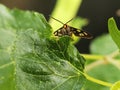 a small orange insect is looking for food, it sticks to a medium green leaf