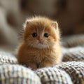 Small Orange Kitten Sitting on Top of Bed