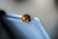 Small orange ladybug macro Royalty Free Stock Photo