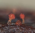 Microscoric colonies of myxobateria look like flowers or corals