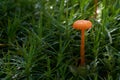 Small orange mushroom Rickenella fibula growing in the moss. Also known as Omphalina fibula.