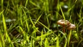 Small orange mushroom Rickenella fibula growing in the moss.