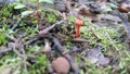 Small Orange Mushroom Royalty Free Stock Photo