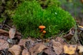 Small orange mushrooms growing in bright green moss.