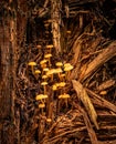 Small Orange Mushrooms on a Log Mycena leaiana