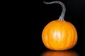 Small Orange Pie Pumkin On Dark Black Background