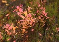 Small orange-pinkish autumn leaves on a bush of blueberries