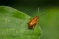Small orange Pumpkin beetle, Cucurbit beetle, Squash beetle insect walking on green leaf