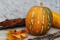 Small orange Pumpkin with maple leaves, halloween, autumn. Royalty Free Stock Photo