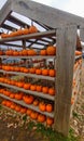 Small orange pumpkins sitting on a farm shelf for Halloween Royalty Free Stock Photo