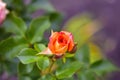 Small orange rose Bud with beautiful bokeh