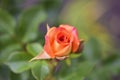 Small orange rose Bud with beautiful bokeh