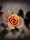 A small orange rose seen from above on a blurred background Royalty Free Stock Photo