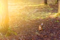 A small orange squirrel poses in the park in the rays of the setting sun.