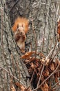 A small orange squirrel sits high on a tree in the autumn in the park and nibbles a walnut