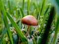 Small orange/tan gilled mushroom