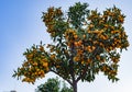 Small orange tangerine or mandarin oranges