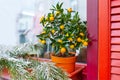 Small orange tree in flowerpot. Royalty Free Stock Photo