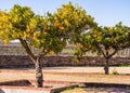 Small orange tree growing in Esporao in Alentejo region, Portugal Royalty Free Stock Photo