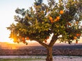 Small orange tree growing in Esporao in Alentejo region, Portugal Royalty Free Stock Photo