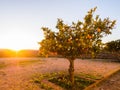 Small orange tree growing in Esporao in Alentejo region, Portugal, at sunset Royalty Free Stock Photo