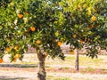 Small orange tree growing in Esporao in Alentejo region, Portugal Royalty Free Stock Photo