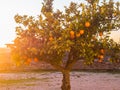 Small orange tree growing in Esporao in Alentejo region, Portugal Royalty Free Stock Photo