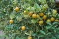 Small orange tree in orange farm Royalty Free Stock Photo