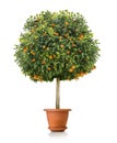 Small orange tree plant in pot Royalty Free Stock Photo