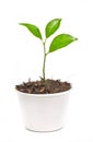 Small Orange Tree Potted In Paper Recycle Pot. Royalty Free Stock Photo