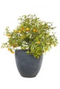 Small orange tree with ripe oranges Royalty Free Stock Photo