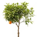 Small Orange Tree with Single Fruit and Green Leaves isolated on white background Royalty Free Stock Photo