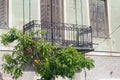 Small Orange Tree Under Iron Balcony Royalty Free Stock Photo