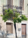 Small Orange Tree Under Iron Balcony Royalty Free Stock Photo
