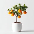 Small Orange Tree in White Pot Against White Background Royalty Free Stock Photo