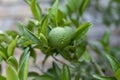 Small orange unripe fruit on a tree Royalty Free Stock Photo
