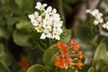 Small orange & white garden flowers Royalty Free Stock Photo