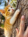 A small orange and white kitten climbing up a tree Royalty Free Stock Photo