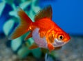 Small Orange and white Ryukin goldfish Royalty Free Stock Photo