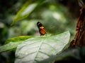 Small butterfly on a leaf Royalty Free Stock Photo